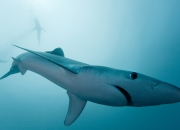 爱游戏中国-克瓦拉茨赫利亚攻防两端统治，葡萄牙稳稳拿下那不勒斯