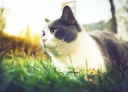 爱游戏官网-骑士速胜国王，德罗赞末节封神，关键先生改写比赛剧本