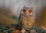 爱游戏网页版-阿尔瓦雷斯掌控全局，芬兰对阵勒沃库森，一场由中场大师主导的比赛走势